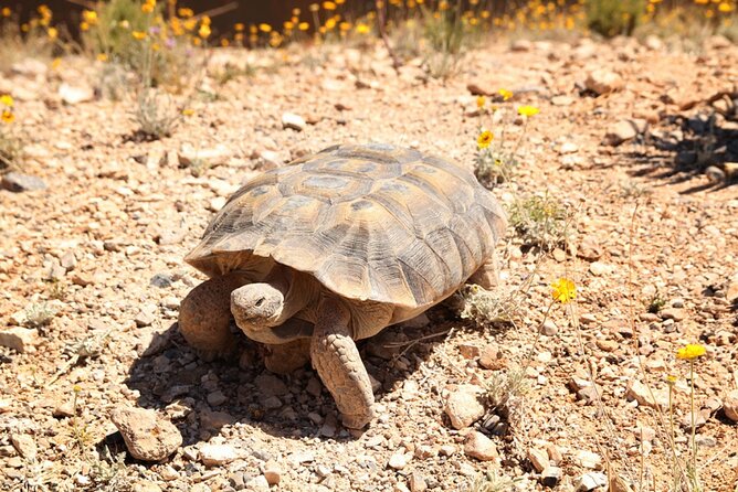 Audio Driving Tour: Grand Canyon West, Hoover Dam Red Rock Canyon - Spring Mountain Ranch and the quieter stops