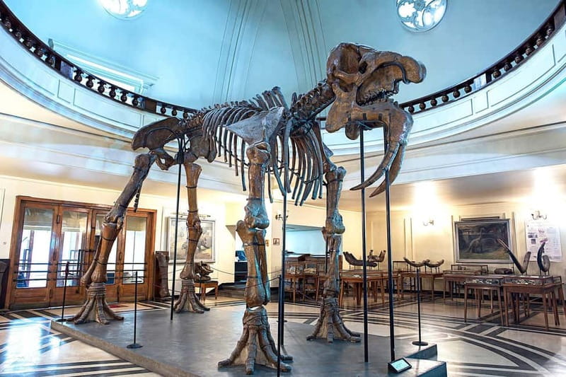 Audio Guide for Museum Paleontology and Historical Geology - Why the Deinotherium deserves your first look