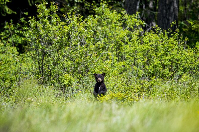Audio Tour for Self-Guided Drives in Waterton National Park - Downloading the tour before you leave