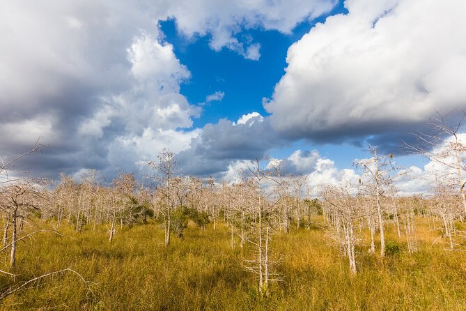 Big Cypress National Preserve Self Guided Driving Audio Tour - H.P. Williams Roadside Park is the best quick wildlife stop