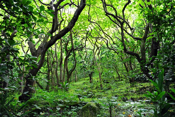 Big Island North Island Jungle Adventure - Self-Guided Audio Tour - Crossing Saddle Road to Mauna Kea