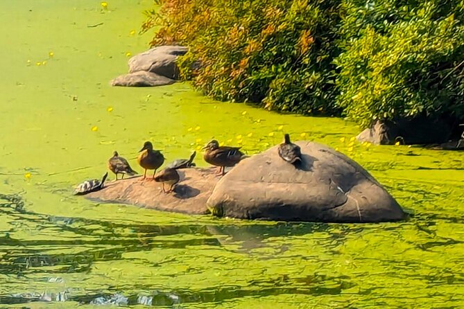 Brooklyn’s Oasis: Audio Guide to Prospect Park - Bailey Fountain and the Lincoln arch