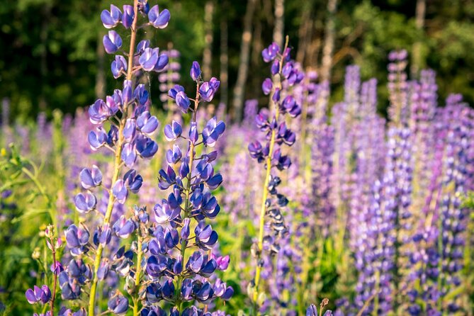 Crater Lake National Park Self-Guided Driving Audio Tour - Cleetwood Cove is the serious hike