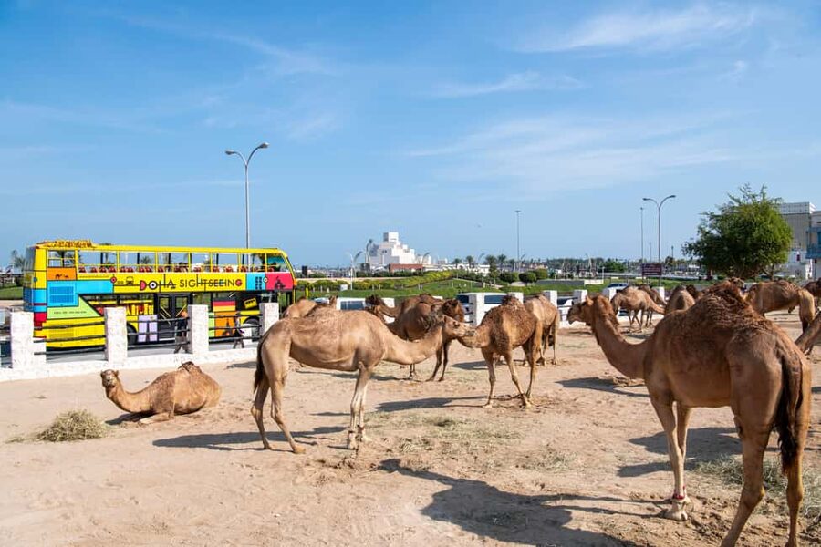 Doha: 24-Hour Hop-On Hop-Off Bus Ticket with Audio Guide - Key points to know before you board
