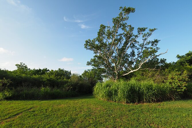Everglades National Park: Self Guided Driving Audio Tour - Pine rockland and the Everglades Outpost