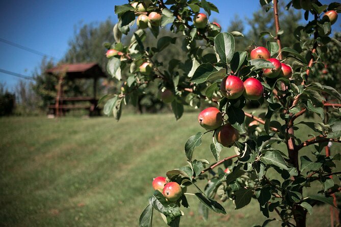 Fruit alcohol tasting + Velvet Orchards audio tour - What the experience is worth