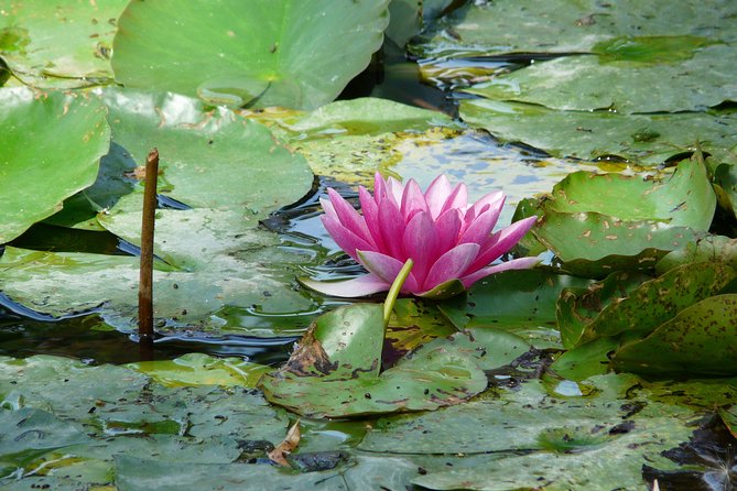 Giverny & Monet's House Audio Guided Half-day Tour from Paris - How much time you really get
