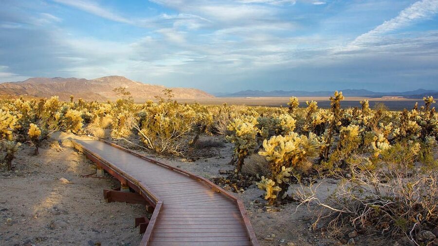 Journey into Joshua Tree: Audio Driving Tour and Local Guide - Skull Rock and Arch Rock