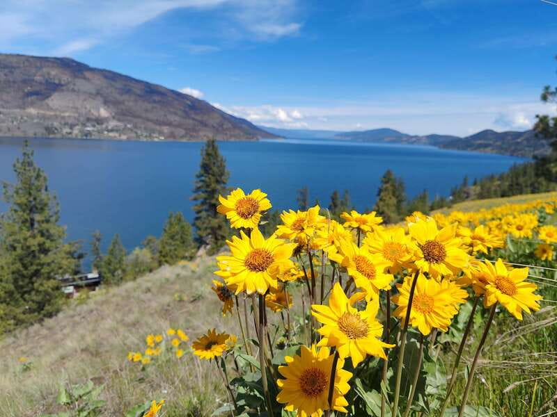 Kelowna: E-Bike Bee Tour w/ Tastings, Lunch, and Audioguide - Meeting the Meadow Vista bees by audio