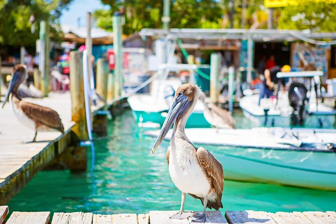 Key West and Overseas Highway Self-Guided Audio Tour - Birds, pie, and small local shops