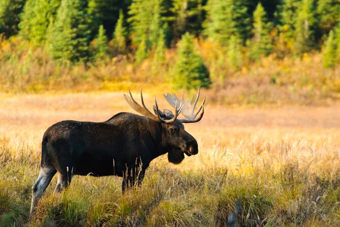 Lake Louise & Moraine Self-Guided Driving Audio Tour - Silverton Falls and Moose Meadows