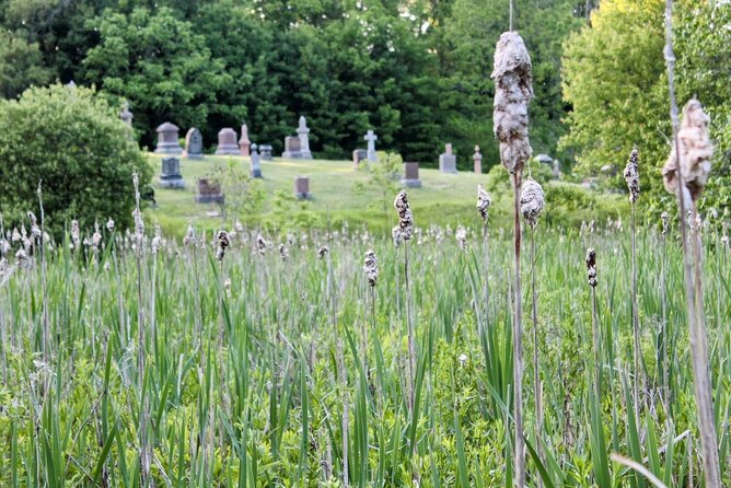 Layers of Natural History: Picton Nature Self-Guided Audio Tour - Ending among the trees at Glenwood Cemetery