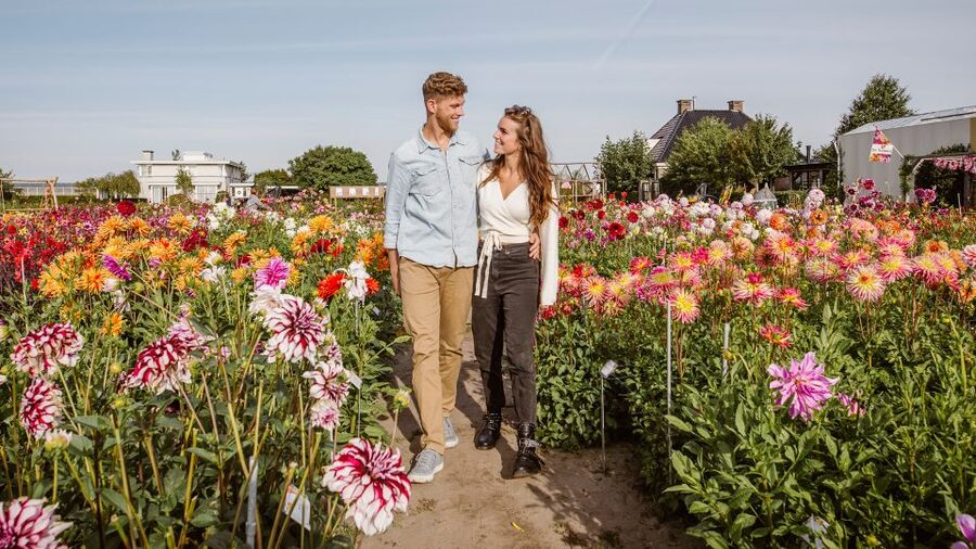 Lisse: Drive-it-Yourself Summer Flower GPS Audio Tour - Why summer is a fine time for the bulb region