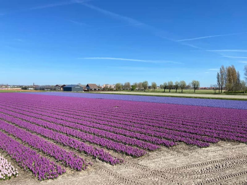 Lisse: Self-Guided Tulip Fields GPS Audio Tour - The treasure hunt for children