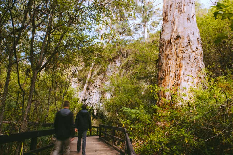 Margaret River: Self-Guided Audio Tour of Mammoth Cave - Value, timing, and booking flexibility
