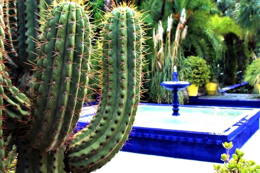 Marrakech: Majorelle Garden, Museums Tickets, & Audio Guide - Why Majorelle Garden is worth your first hour