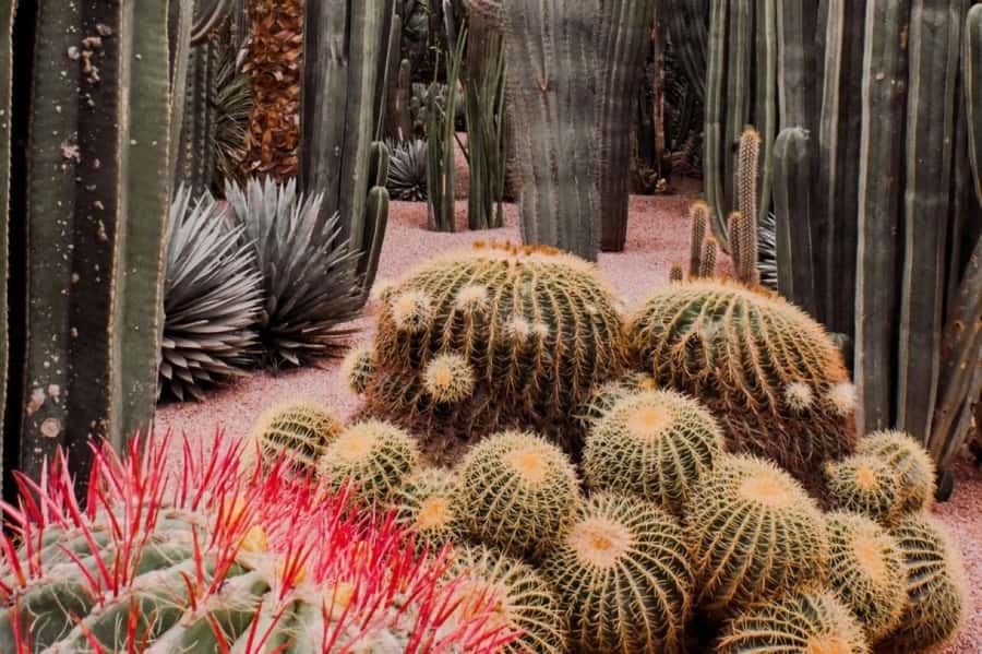 Marrakech: Majorelle Garden, Museums Tickets, & Audio Guide - Who will enjoy this visit most