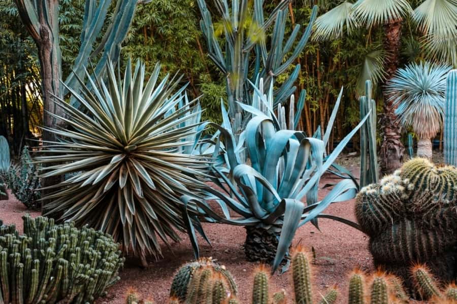Marrakech: Majorelle Garden with a Digital Audio Guide App - Yves Saint Laurent and the garden’s later life
