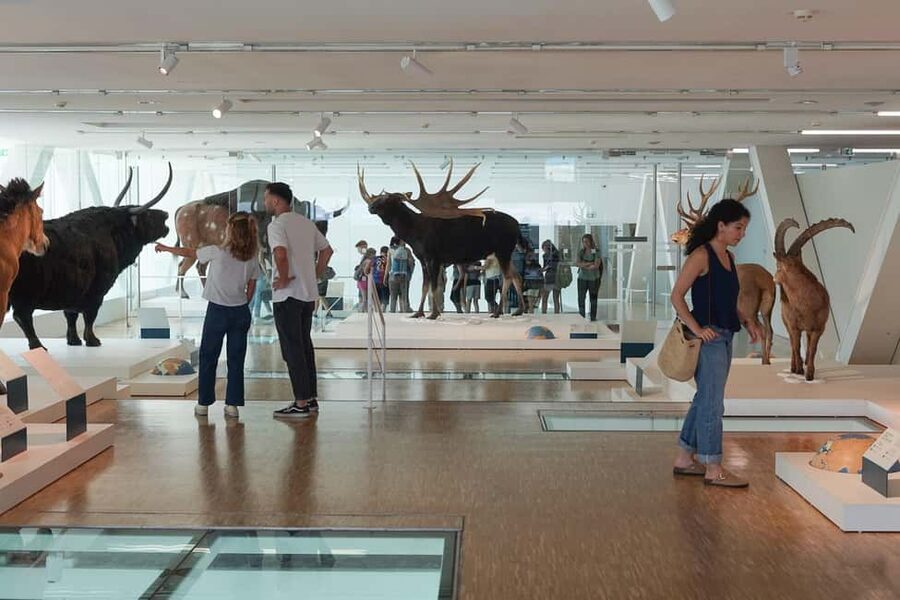 Marseille: Cosquer Cave Ticket & Panier District Audio Tour - Switching from the cave to Marseille’s open-air sights