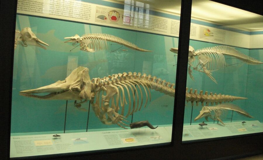 Milan: Natural History Museum Entry Ticket & Audio Guide - What the 40-Plus Audio Stops Add