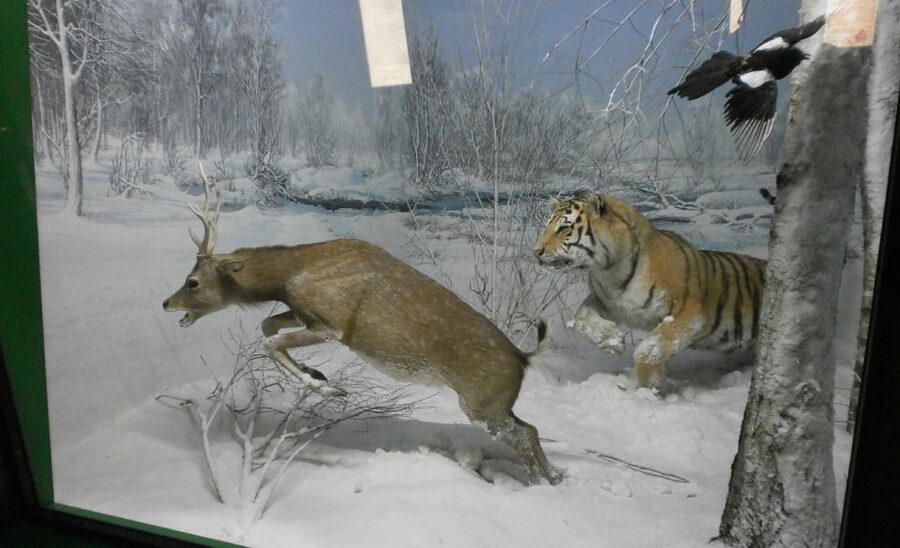 Milan: Natural History Museum Entry Ticket & Audio Guide - The Museum Building and Garden Setting