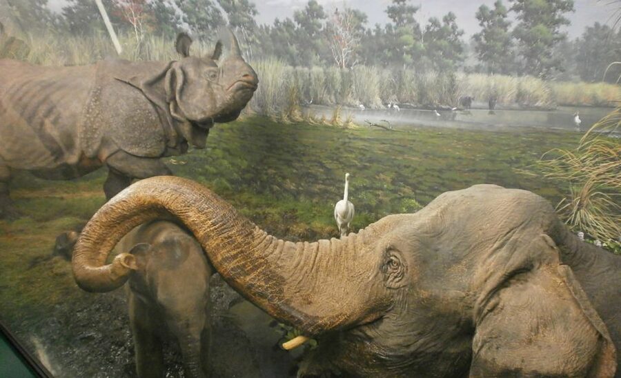 Milan: Natural History Museum Entry Ticket & Audio Guide - Language Choices and Family Use