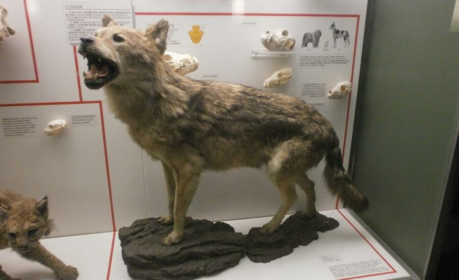 Milan: Natural History Museum Entry Ticket & Audio Guide - Fossils and the Long Story of Life