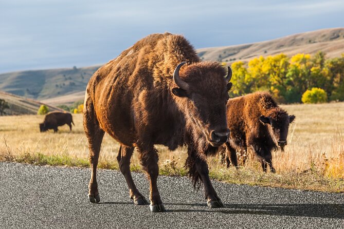 Mount Rushmore Self-Guided Audio Tour Guide - Custer State Park and its wildlife loop