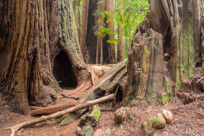 Muir Woods Self-Guided Driving and Walking Audio Tour - The best part begins before the redwoods