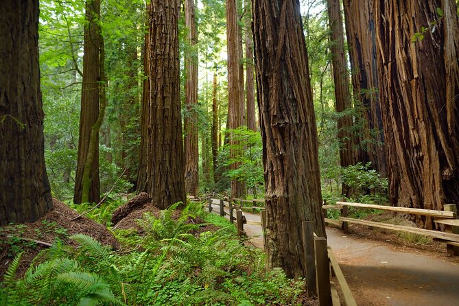 Muir Woods Self-Guided Driving and Walking Audio Tour - How the Action Tour Guide app works
