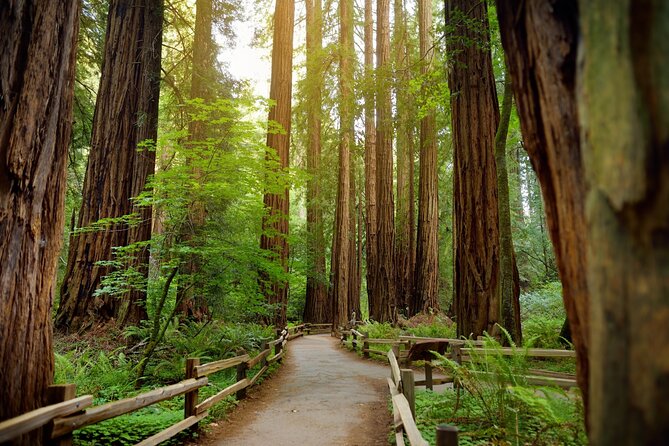 Muir Woods Self-Guided Driving and Walking Audio Tour - Muir Woods Road and the coastal redwoods