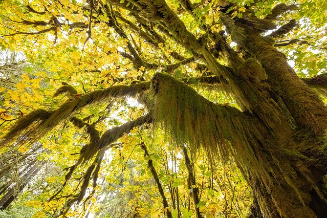 Olympic National Park Self-Guided Audio Tour - The Hoh Rain Forest and Ruby Beach