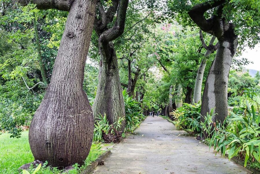 Palermo: Botanical Garden Entry Ticket and Palermo Audio App - Start with the plant collections