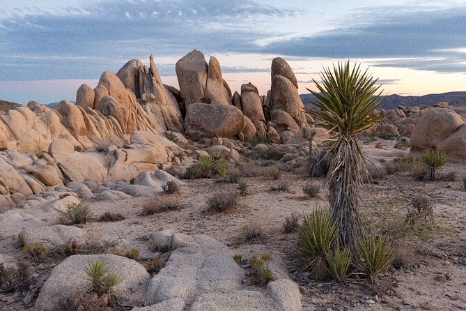 Palm Springs and Joshua Tree Self-Guided Driving Audio Tours - Easy walks and famous boulders make the park accessible