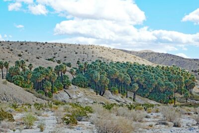 Palm Springs Self-Guided Driving Audio Tour