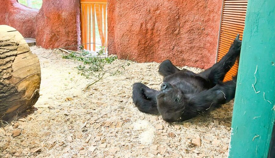 Prague: Prague Zoo Audio Guide with E-Ticket - Why families may like the format