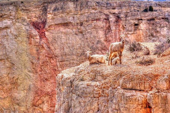 Red Rock Canyon Self-Guided Driving Audio Tour - Ice Box Canyon brings a cooler change of scenery