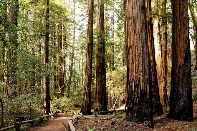 Redwood National and State Parks Self-Guided Audio Driving Tour - A self-guided route through a very spread-out park