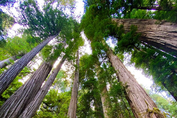 Redwood National and State Parks Self-Guided Audio Driving Tour - Prairie Creek leads to the best-known forest walks