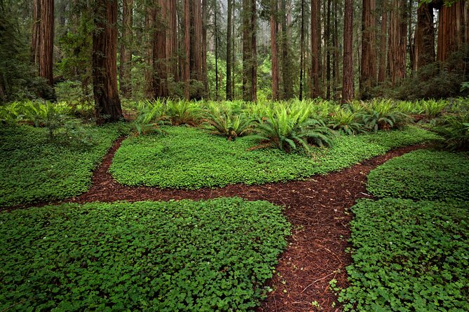 Redwood National and State Parks Self-Guided Audio Driving Tour - Bald Hills Road reaches Lady Bird Johnson Grove
