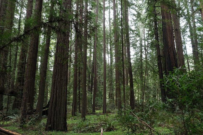 Redwood National and State Parks Self-Guided Audio Driving Tour - Kuchel Visitor Center adds coastal and cultural context