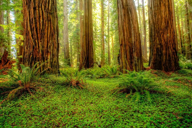 Redwood National and State Parks Self-Guided Audio Driving Tour - The Klamath River links several major stops