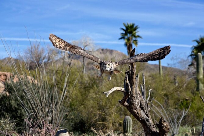 Saguaro National Park Self-Guided Driving Audio Tour - Short walks with a high payoff