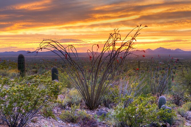 Saguaro National Park Self-Guided Driving Audio Tour - Cactus Forest Drive and the best stops in the east