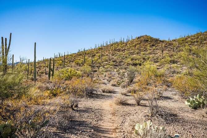 Saguaro NP and Mt. Lemmon Self Guided Driving Audio Tour Bundle - Should you book this Tucson driving tour?