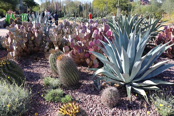 Saguaro NP and Mt. Lemmon Self Guided Driving Audio Tour Bundle - Picnic stops and wide-open views