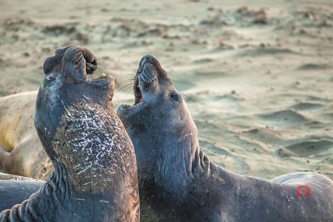 Self-Guided Audio Driving Tour in Big Sur PCH Highway 1 - Pfeiffer Beach and its purple sand