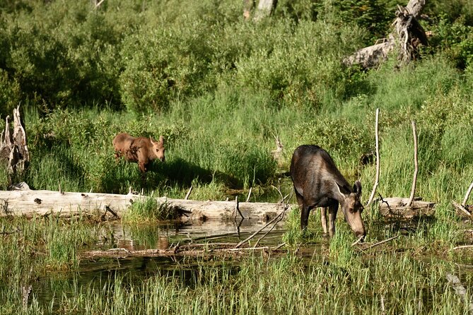 Self-Guided Audio Driving Tour in Grand Teton National Park - Jenny Lake, one of the tour’s essential pauses