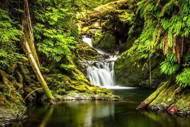 Self-Guided Audio Driving Tour in Olympic National Park - Lake Quinault and the southern rainforest