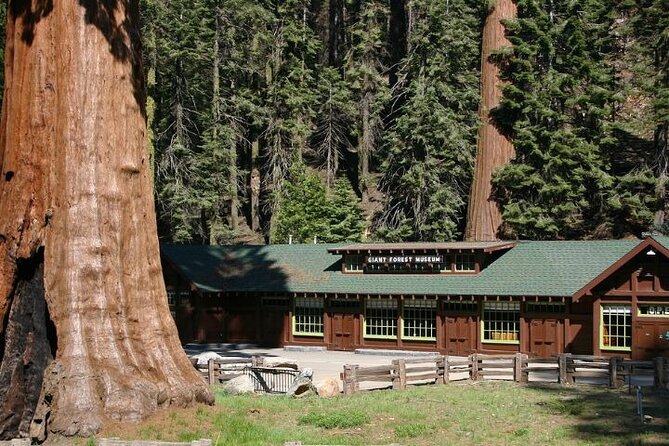 Self-Guided Audio Driving Tour in Sequoia and Kings Canyon - Tunnel Rock, a fallen tree, and Big Stump Grove